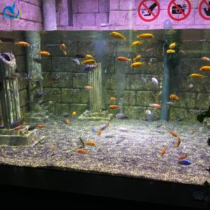 Professional-Grade Acrylic Aquarium